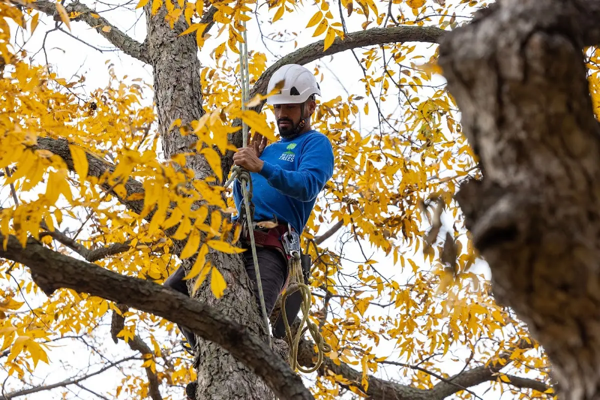 Skilled Tree Pruning crew working in North Miami
